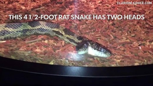 41K views · 276 reactions | You're not seeing double, this snake has two heads! Check out its new home at the Mississippi Museum of Natural Science. | 12News | Facebook