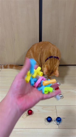 Satisfying Reverse Shots! Cat & Toys Moving Smoothly Backwards 🔄⚡️ #asmr #cat #satisfyling #cute #toys
