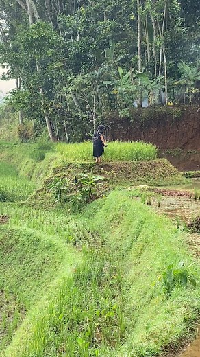 1.3M views · 10K reactions | Judulna oge tarima abdi nikah, berarti tos siap narimakeun sagalana.. #pedesaansunda #tempodulu #rumahunik #jamandulu #baheula #sedih #perjuangan #hidup #desa #kampung #pedalaman #reels #video #videoindonesia #alamindonesia #viralvideo #ceramahsunda #ceramahsingkat #pepeling #papatahsunda | Niat Kuring | Facebook
