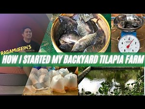 HOW I STARTED MY BACKYARD TILAPIA FARMING