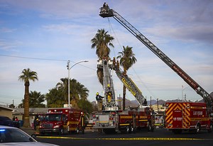 Coroner IDs man found stuck in palm tree in Las Vegas