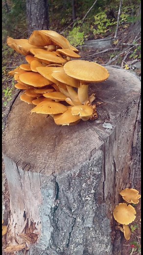 Back 30 Outfitters on TikTok