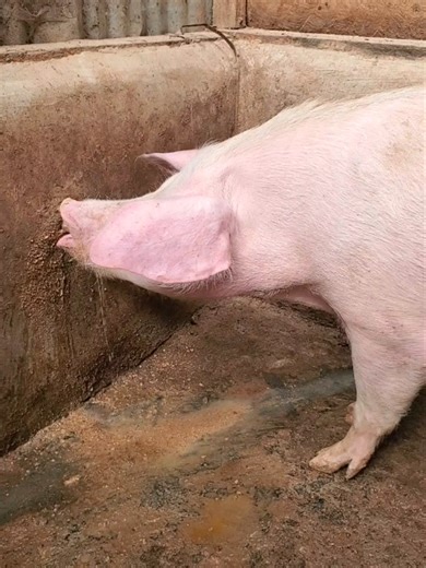 The Importance of Water in Pig Farming