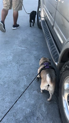 Nala en paseo #nalalovers #pug #perropug #pugs #puglife #perrija #cutepugs #viral #viralvideo #viraltiktok