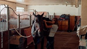 A female rider saddles her thoroughbred horse in a stable on a farm preparing for equestrian training