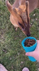 Biscuit The Alien Deer || ViralHog