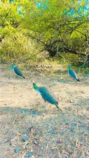 💜1💜2💜3 female peacocks