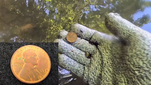 We went coin hunting in the river - here’s what we found