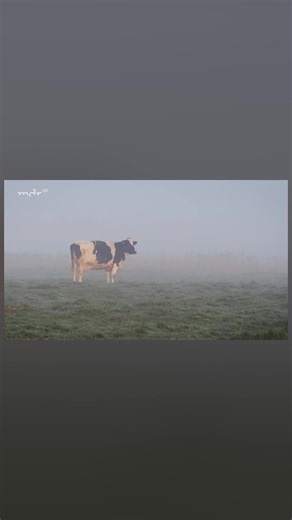 Die Geschichte von Hof Butenland - Part 1/12. Bitte hört auf Tiere als Ware anzusehen und für ihr Leid und ihren Tod verantwortlich zu sein - lebt vegan 🌱💚 #foryoupage #fy #foryou #landwirtschaft #bauern #bauernhof #landwirtschaftausleidenschaft #kühe #rinder #fleckvieh #fleisch #milch #eier #niedersachsen #landwirt #holsteiner #lebenshof #butenland #vegan #veganismus #tiere #nutztiere #haustiere #tierrechte #deutschland