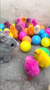 Rainbow color full chicken cute playing with color bol🐣🐥🐤