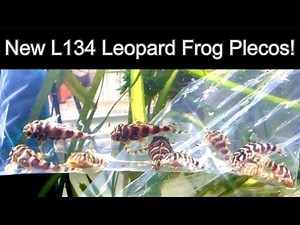 New L134 Leopard Frog Plecos are Here!!! and they are Stunning!