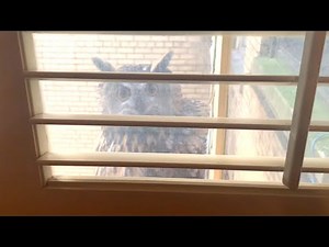 Rare Eagle-Owl Spotted on Windowsill After Escaping Zoo