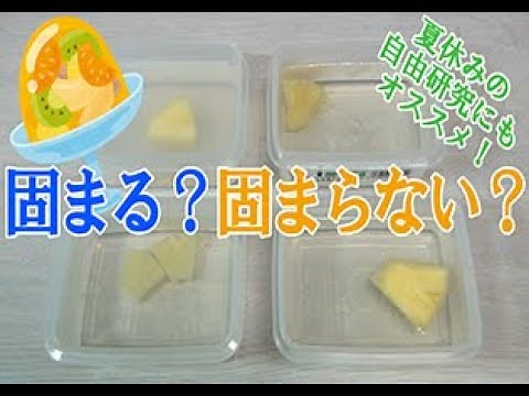 動画６ 生パイナップルのゼリーは固まらない？【酵素（こうそ）の科学】