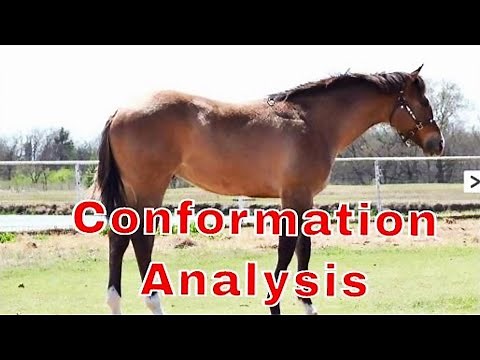Performance Horse Conformation Analysis