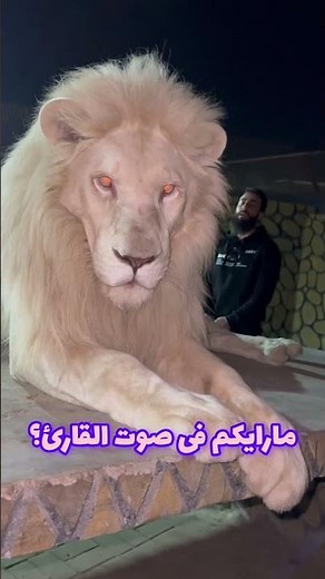 رد فعل الأسد لما سمع القران 🤯شاهد ما حدث!!! #قران_كريم #shortvideo #youtubeshorts #subscribe