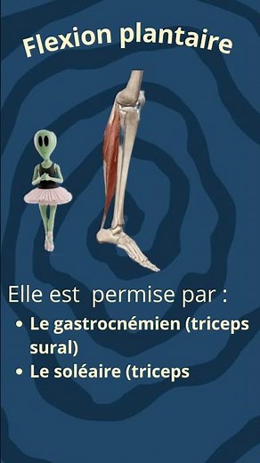 MRTA-13-Flexion plantaire