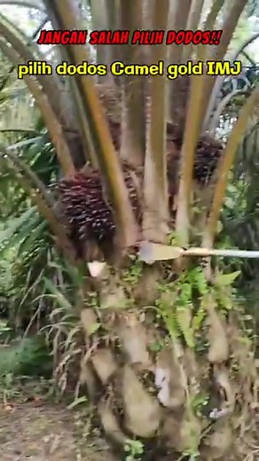 Impressive FFB harvesting equipment. | Farm with FungomFarms