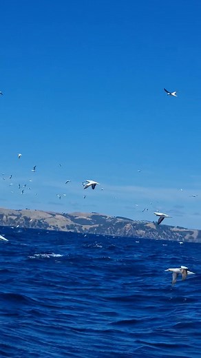 🎣 Another great spring-morning-workup. Can anyone guess the area (inner Hauraki Gulf)? 🐬 🐋🐳🐟 Cheers Capt Nik #snapfishingventures #snapper #lurefishing #slowjigging #charter #guide #sealife #fishinglife #pilchards #spring #whalewatching #kingfish #dolphins #gannets | Snap Fishing Ventures