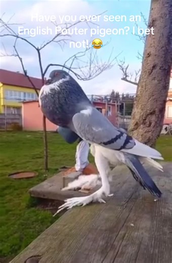 The English Pouter pigeon is a distinct and elegant breed known for its unique appearance and distinctive behavior. It's characterized by a long, slender body and an exaggerated, upright stance. What sets this breed apart is its ability to puff out its crop (the area where food is stored) in an impressive manner, creating a striking chest protuberance. English Pouters are admired for their elaborate and mesmerizing