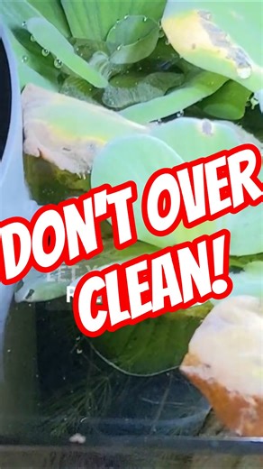 The Hidden Danger of Overcleaning Your Aquarium😱