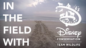 Scientists working with Disney Conservation Team Wildlife survey, mark and protect sea turtle nests near Disney's Vero Beach Resort - documenting more than 17,000 nests since the program began! Spanning three turtle species - and recently celebrating the 1-millionth baby sea turtle hatched on our stretch of beach - this work continues to make a difference every day. #WorldSeaTurtleDay #DisneyConservation #DisneysVeroBeach #DisneyCastLife | Disney's Animals, Science and Environment
