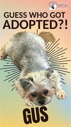 🎉🐾 Adoption Update: Gus! (Take Two!) 🐾🎉 “Sometimes the right home is worth a little extra waiting — and Gus has finally found his perfect match.” 💛 Gus, our sweet 9-year-old Yorkie–Shih Tzu mix with the soft eyes and even softer heart, has officially found his forever family — and we could not be happier for him. From the moment he came into our care after being found abandoned along the roadside, Gus has shown everyone he meets just how gentle, loving, and devoted he truly is. This little 