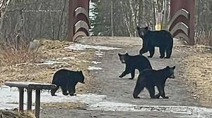 Alaska Department of Fish and Game reminds hikers that bears are waking up