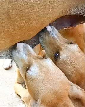 6 Puppies Rushing for Milk 🍼🥺Wait till the end!