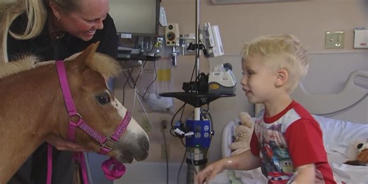 Medical center adds miniature horse as latest therapy animal helping patients