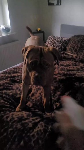 Bordeaux Dogge (@bordeaux1dogge)’s videos with Originalton - zeyno1oo