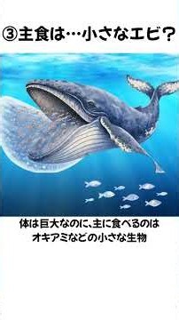 地球最大の生物、シロナガスクジラの“想像を超える”5つの秘密 #動物雑学 #シロナガスクジラ #shorts
