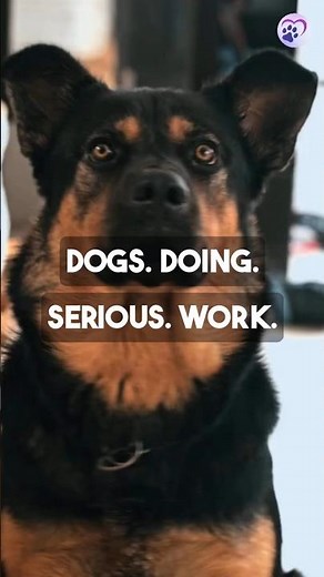 Service Dogs in Action: Celebrating International Assistance Dog Week 🐾 #pets #dogsofyoutube
