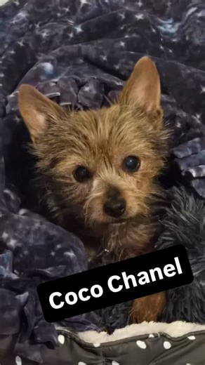 22 reactions · 4 comments | A few of the faces of Compact Canine...