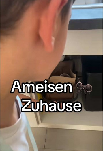 Lustige Ameisenfarm Momente Zuhause