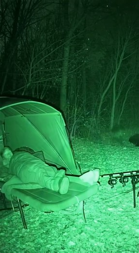 Wild boar tears through carp anglers' camp in France... incredible scenes! 🐗🎣😲 #carpfishing #fishing | Totally Carp Baits