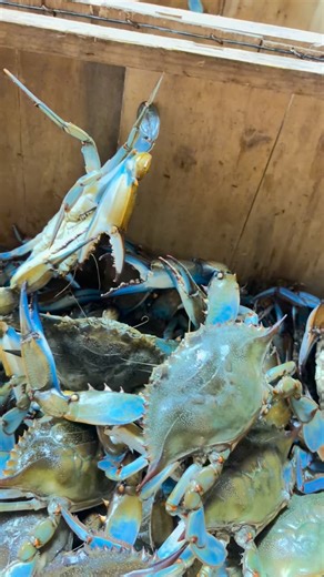 When we sort our crabs at “Blue Crab Shack & Seafood” we take the time to measure our crabs to ensure your Jumbo crabs are 7 inches or above! We pride ourselves in providing quality seafood and accuracy with every order!… | Blue Crabs Shack & Seafood