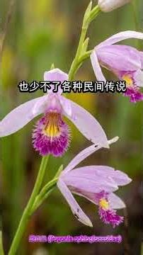 蛇口兰：栖息地、授粉及历史用途