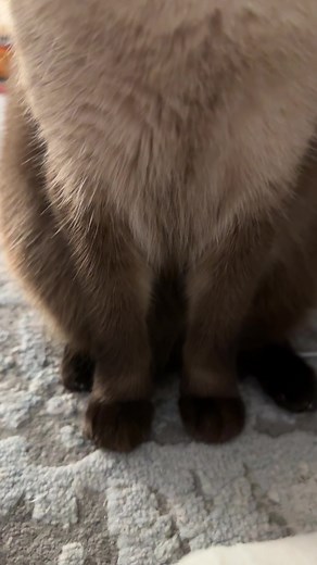 シャム猫の可愛い仕草 — ふわふわ子猫動画