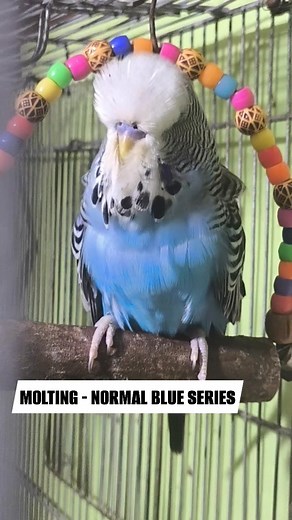 FVO- MOLTING - NORMAL BLUE SERIES #trendingreelsvideo #worldbudgerigarorganization #modernbudgerigarofthephilippines #trend #trendingtoday #trendingpost #budgies #budgerigar | mev81#budgerigars | Facebook