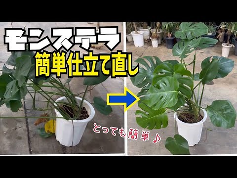 モンステラを【支柱とワイヤーを使って】簡単に仕立て直すコツ教えます。