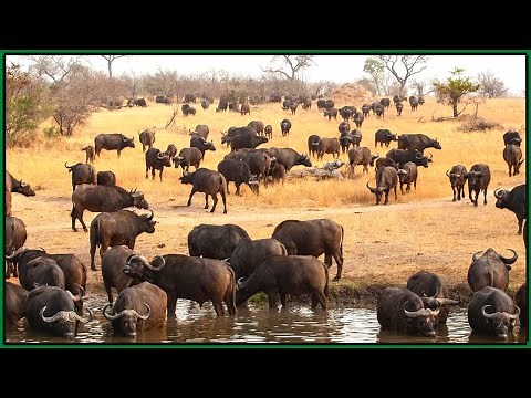 Wow! Interesting Facts About Wild & Modern Water Buffalo | Amazing Types Of Water Buffalo