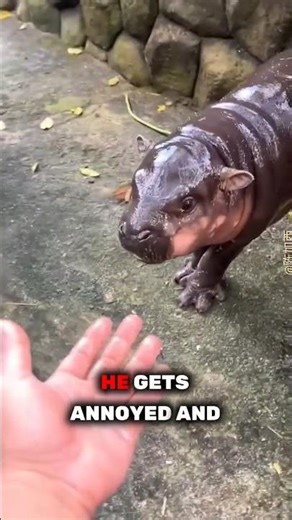 Naughty hippo chomps zookeeper's knee post-bath! Slippery mischief! 😜❤️ #ViralHippo #ViralUSA