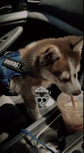 Dramatic dog 🧐 #funny #animals #shorts