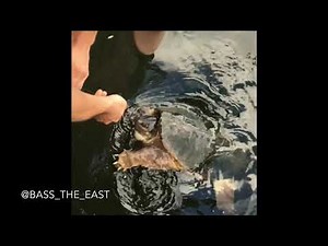 Snapping turtle bites man in the face FULL VIDEO FAIL !