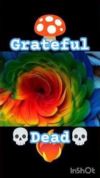 Grateful Dead - Bird Song (Live Veneta Oregon 8/27/72) Psychedelic Visualizer : Trippy Art