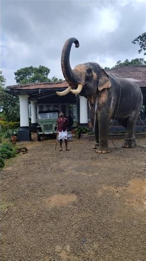 A Moment of Zen with Elephants 🐘✨#elephant #shorts #viral #ai #youtubeshorts