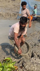 166K views · 976 reactions | Catching Big Catfish In Mud Water #reelsvideoシ #reelsfypシ #fypシ゚ #reel #fypシ #shorts #virals | Kingfisher Bd | Facebook