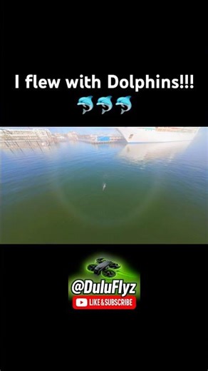 Flying With Dolphins Beside a Cruise Ship 🐬 | DJI Avata 2 FPV Charleston #djiavata #dji #fun