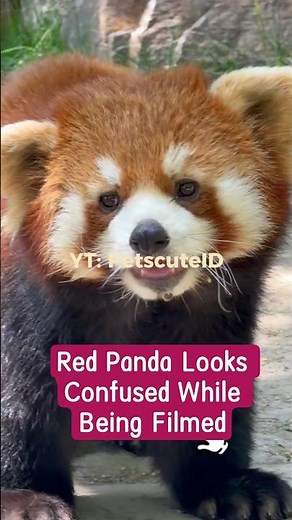 Red Panda Looks Confused While Being Filmed – Adorably Curious! 📸🧐 #redpanda夕消 #animallovers #zoo