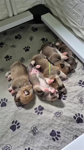 Adorable Corgi Puppies: The Cutest Moments